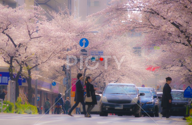たまプラーザの桜並木と雑踏