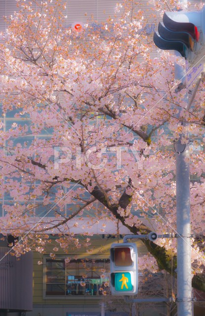 たまプラーザの桜並木と交通