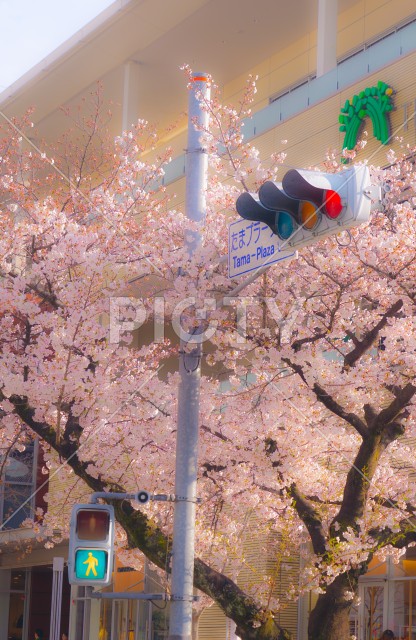 たまプラーザの桜並木と交通