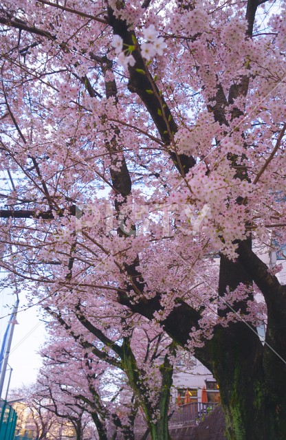 たまプラーザの桜のイメージ