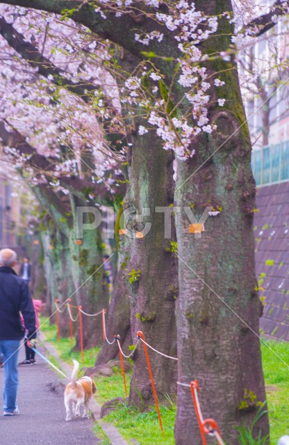 たまプラーザの桜と犬