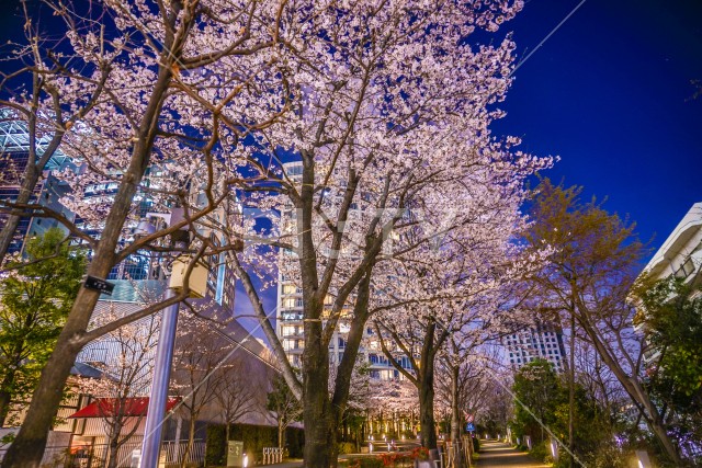 東京都港区赤坂の夜桜と街並み