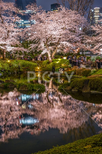 毛利庭園の夜桜