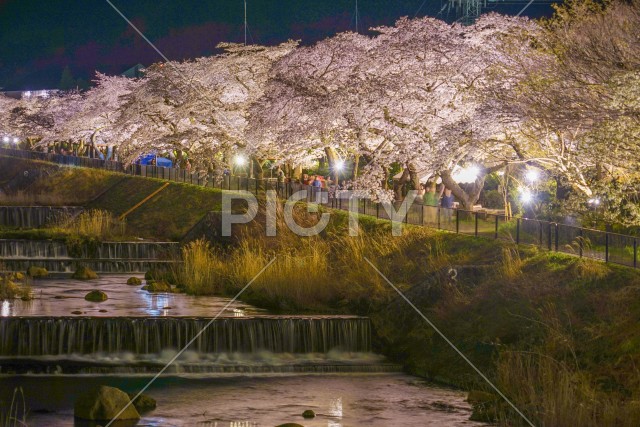 宮城野早川堤の桜