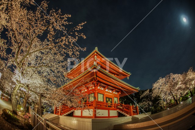 寺と夜桜