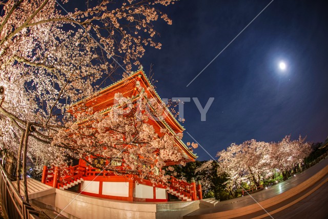 寺と夜桜