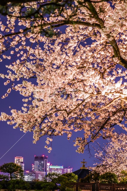 夜桜とみなとみらいの街並み