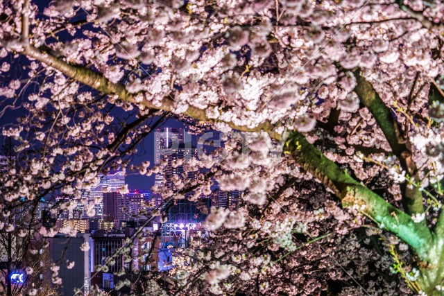 夜桜とランドマークタワー