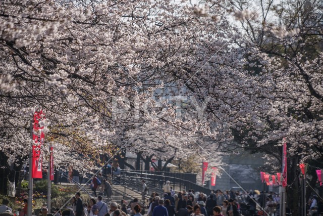 隅田公園の桜並木道