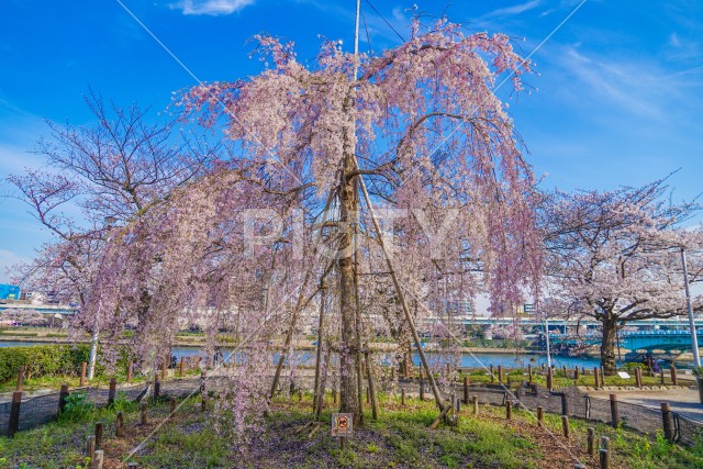 隅田公園の枝垂れ桜