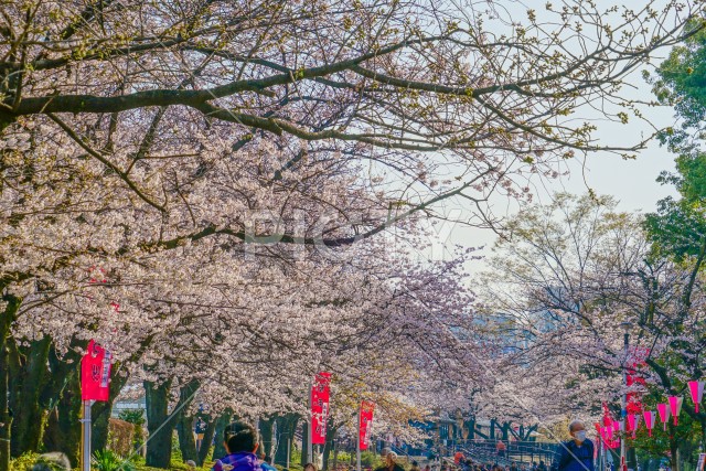 隅田公園の桜並木道