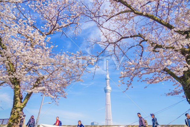 東京スカイツリーと桜