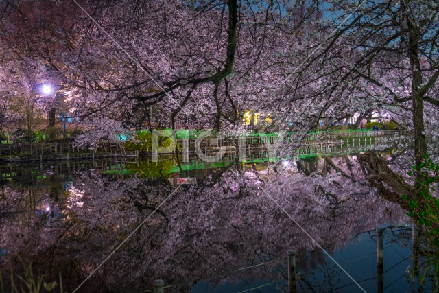 井の頭恩賜公園（井の頭公園）の夜桜