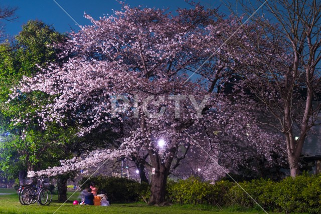 井の頭恩賜公園（井の頭公園）の夜桜