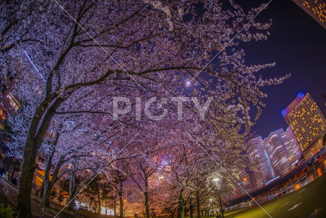 横浜みなとみらいの夜桜