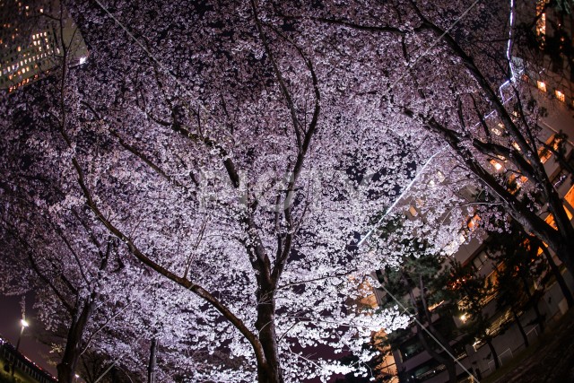 横浜みなとみらいの夜桜