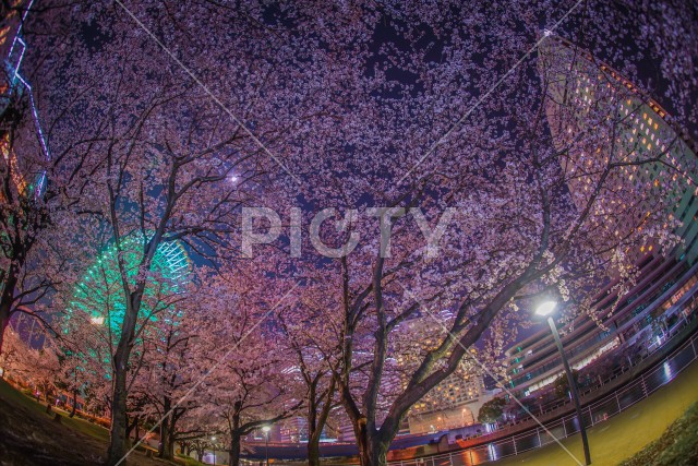 みなとみらいの夜桜と観覧車