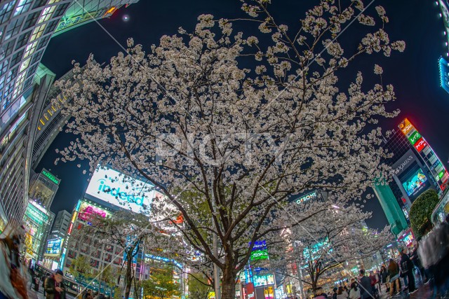 渋谷駅前の桜