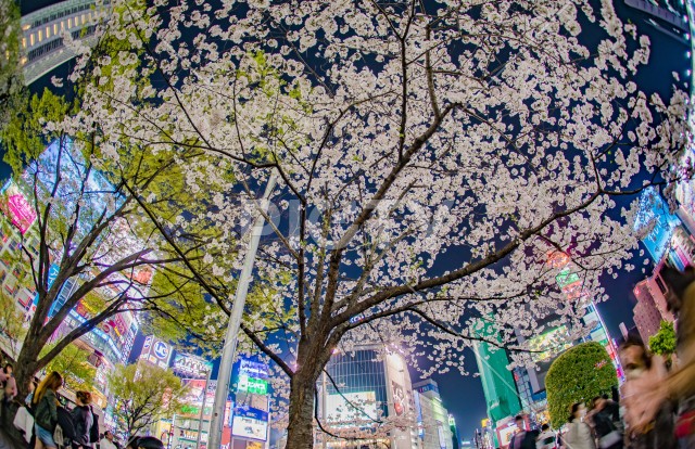 渋谷駅前の桜