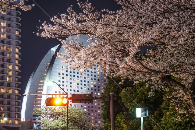 横浜・みなとみらいの夜桜