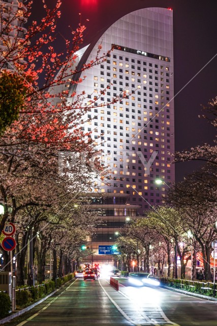 横浜・みなとみらいの夜桜