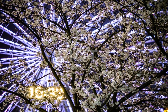 みなとみらいの夜桜と観覧車