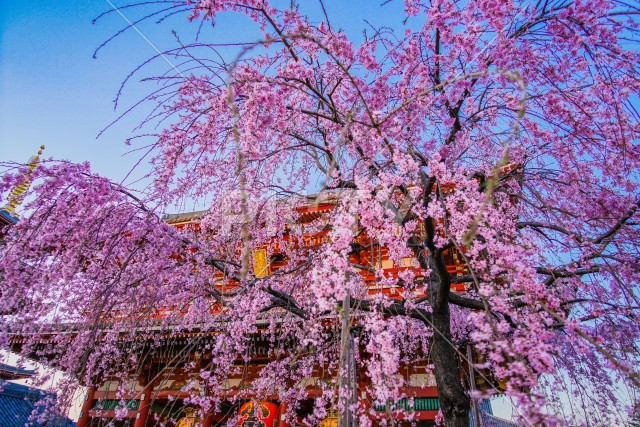 枝垂れ桜と浅草寺