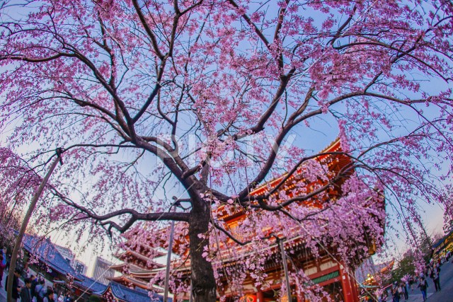 枝垂れ桜と浅草寺