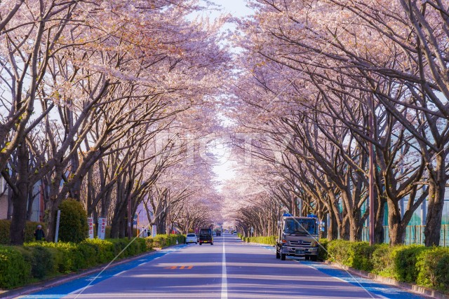 調布飛行場の桜並木道