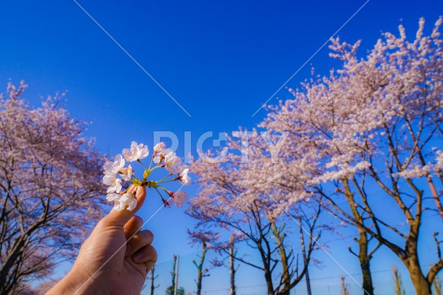 桜と青空のイメージ