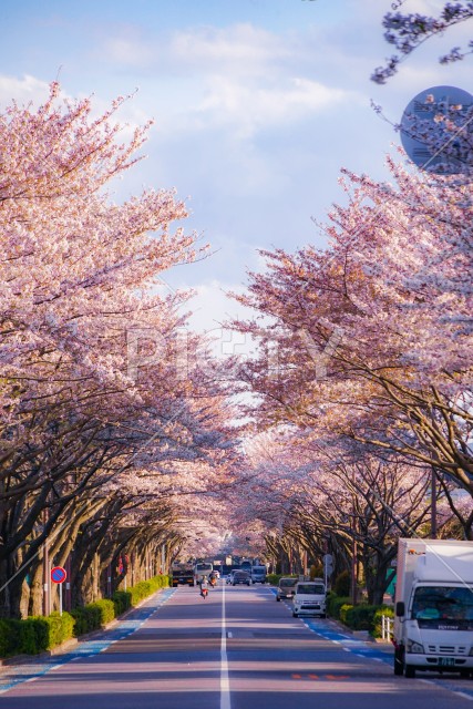 調布飛行場の桜並木道