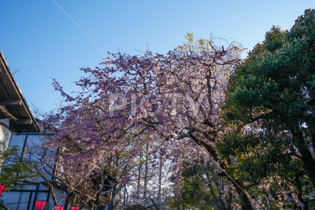 調布市深大寺の桜と街並み