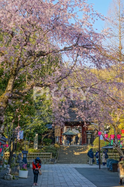 調布市深大寺の桜と街並み