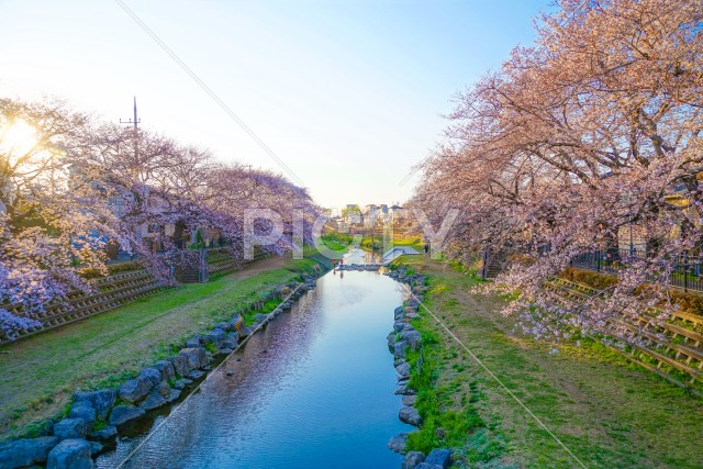 春の野川（東京都調布市）