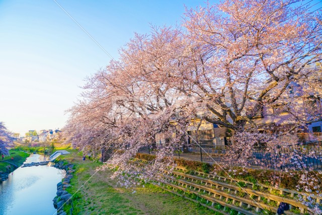 春の野川（東京都調布市）
