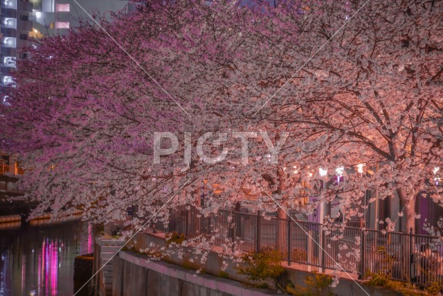 大岡川の夜桜
