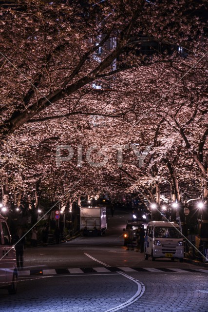 六本木一丁目の桜のトンネル