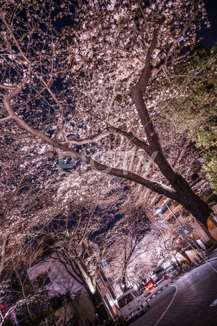 六本木一丁目の桜のトンネル