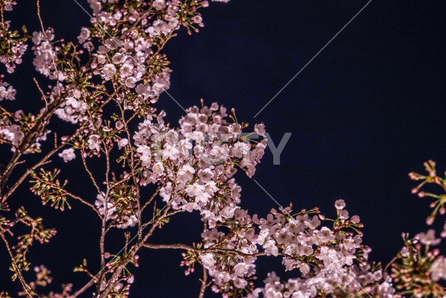 六本木一丁目の桜