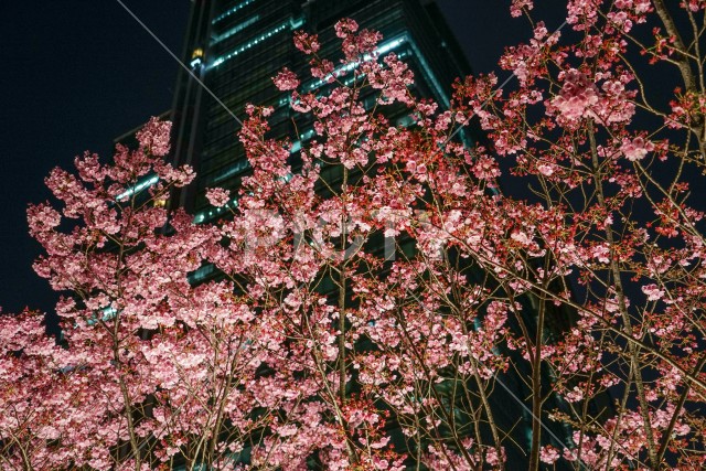 六本木一丁目のビルと桜