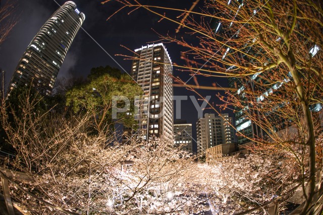 六本木一丁目のマンション群と桜
