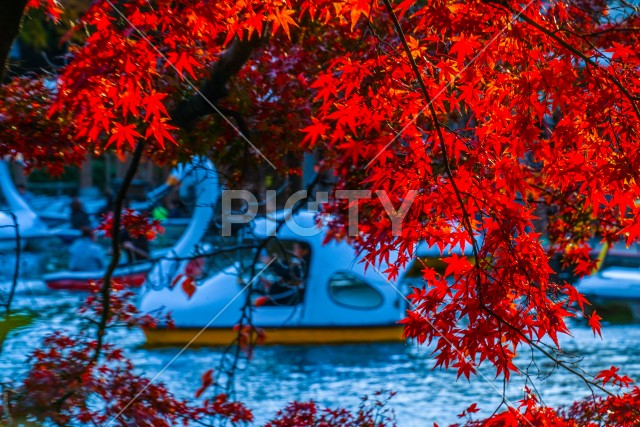 井の頭恩賜公園（井の頭公園）の紅葉とアヒルボート