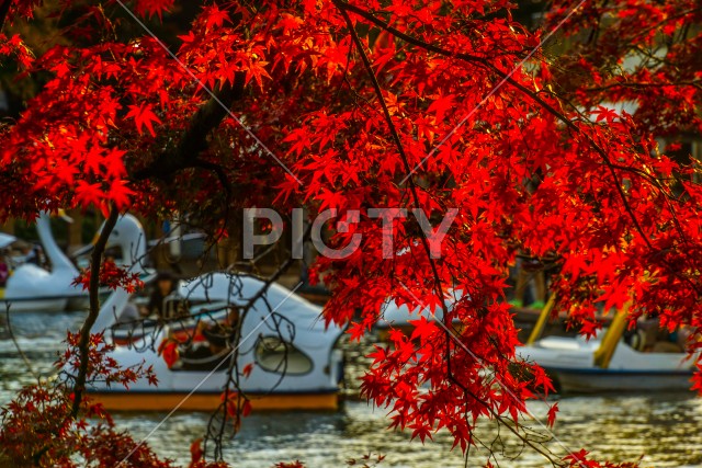 井の頭恩賜公園（井の頭公園）の紅葉とアヒルボート
