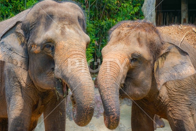 シンガポール動物園の象
