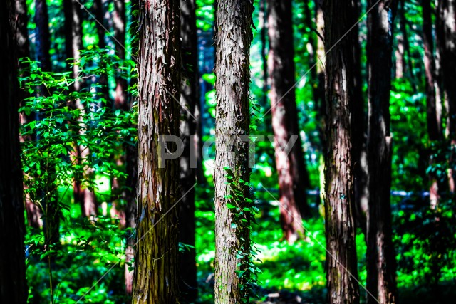 深い森のイメージ