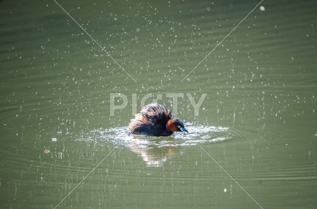水浴びをする鳥のイメージ（神奈川県大和市）