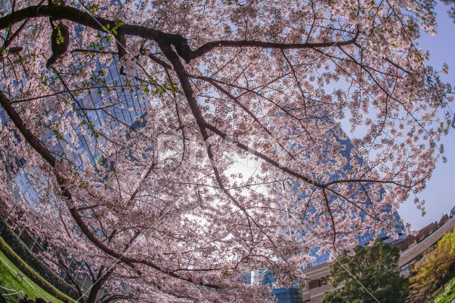 満開の桜と六本木ヒルズ
