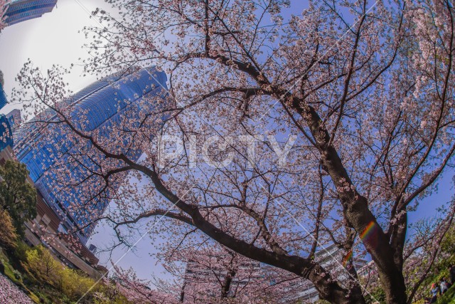満開の桜と六本木ヒルズ