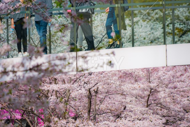 桜に包まれた橋に立つ人々