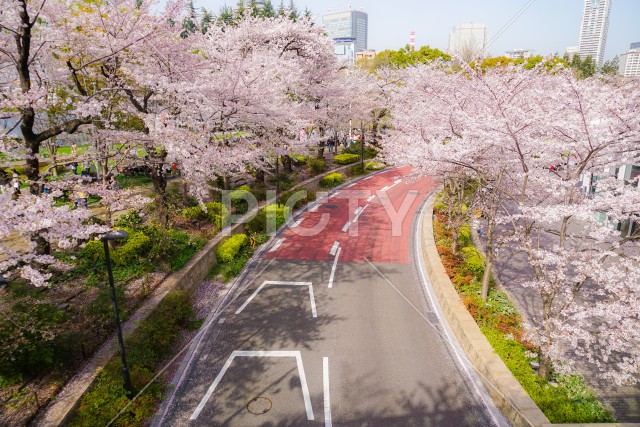 満開の桜に包まれた道路